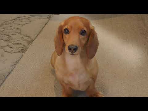 犬が鶏を攻撃するのを止めるにはどうすればよいですか？一緒に暮らすための重要なヒント  庭園