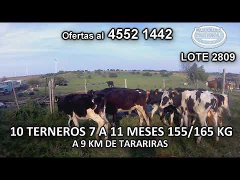 Lote 10 Terneros 6 HO- 1 HE- 1 HE c/ NO- 1 AA c/ HO- 1 HE c/ HO 155/ 165 Kgkg -  en Artilleros- A 9 Km de Tarariras