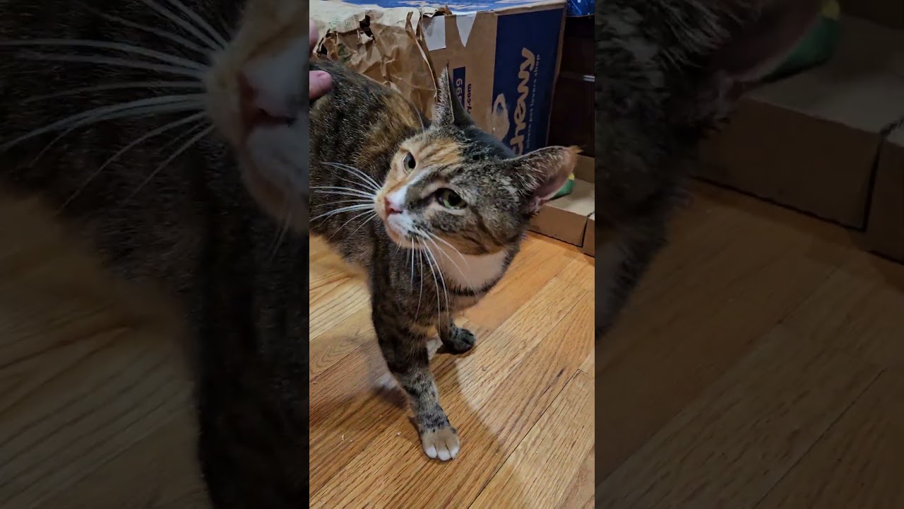 Myrtle-AFFECTIONATE! FIV+, a Adoptable mixed breed in Berlin, CT video 2/5