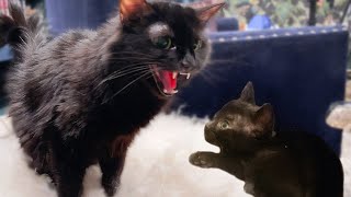 Mother Cat Disowns Her Baby Kitten