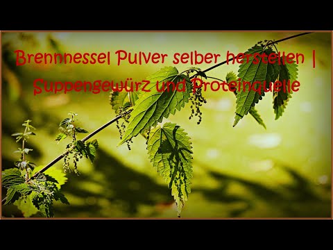 Brennnessel Samen | Suppengewürz und Nährstoff- und Proteinquelle für den Winter