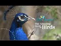 The Amazing World Of Birds Birds The Good And The Beautiful