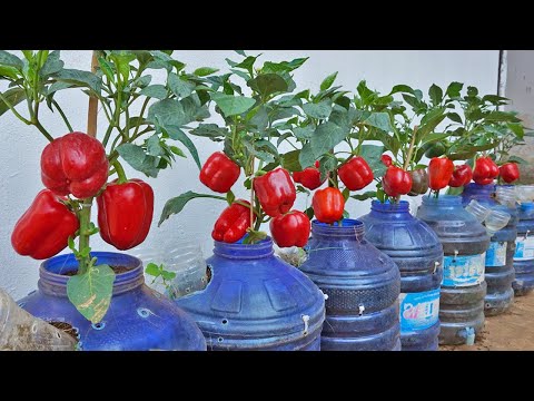 I grow bell peppers to eat ALL YEAR OVER with just a few plastic containers