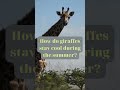 Mind-Blowing Giraffe Secret Revealed: How They Beat the Summer Heat!