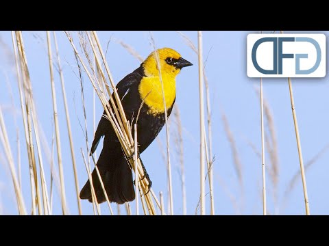 Vögel am Prärie-See | Tiere vor der Kamera (1985) | Folge 18/57