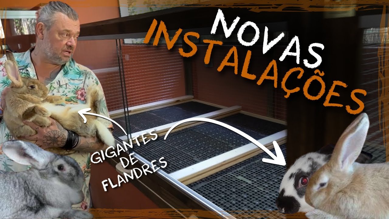 AS NOVAS INSTALAÇÕES DOS COELHOS GIGANTES! | A CASA DOS BICHOS