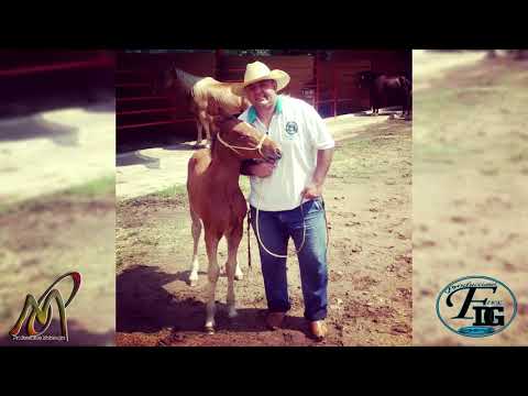 Cuando Vuelvas A Mi Llano - Jesus Daniel Quintero