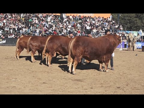 Informe Rural TV - JURA RAZA LIMOUSIN - PALERMO 2024