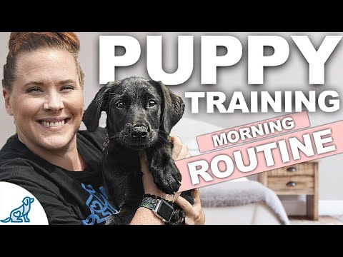 5 Puppy Training WINS You Should Get EVERY Morning!
