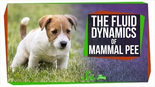 You, a Dog, and an Elephant All Pee for 21 Seconds