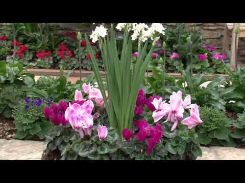 Winter Flower Show at the Marjorie McNeely Conservatory