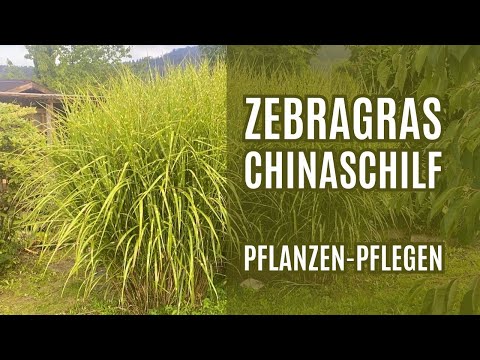 Zebragras - Chinaschilf Pflanzen - Zebragras schneiden / Miscanthus sinensis Zebrinus