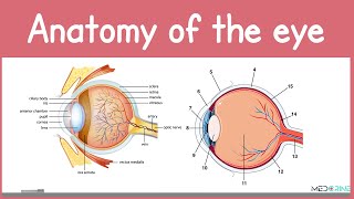 Anatomy of a human Eye