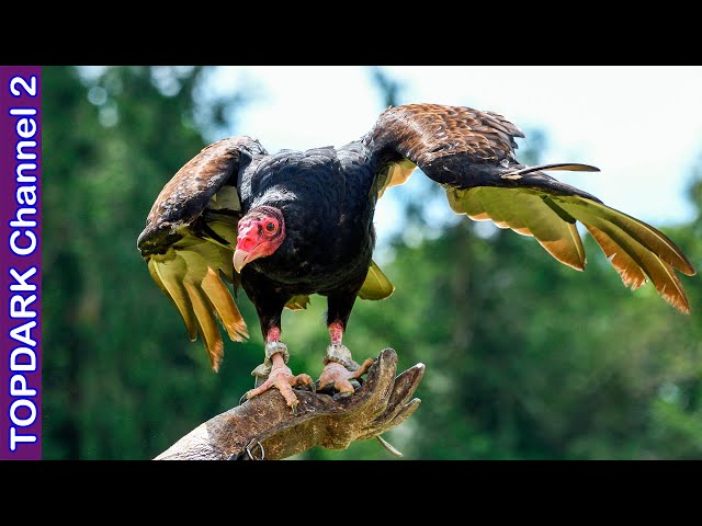 Vídeo relacionado con Todos los buitres del mundo | Birdorable Vulture & Condors Camiseta