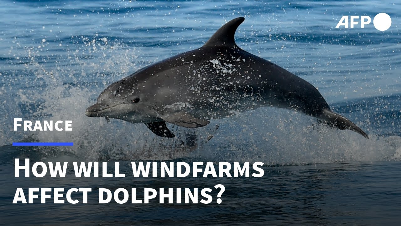 How will offshore windfarms affect dolphins? | AFP