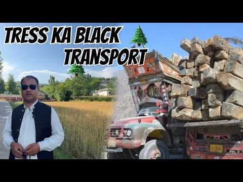 Trees ka illegal Transport 🌲 black transport of trees in kpk