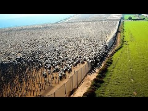 Australia Built Thousands of Kilometers of Fences to Stop Animal Invasions — It Changed Everything