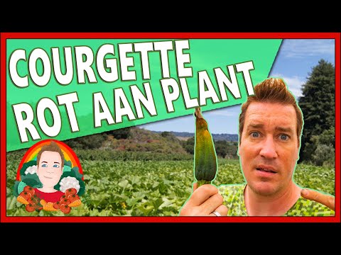 , title : 'COURGETTE BESTUIVEN | Moestuin vlog 151 | Heb je 2 courgette planten nodig, Courgette valt van plant'