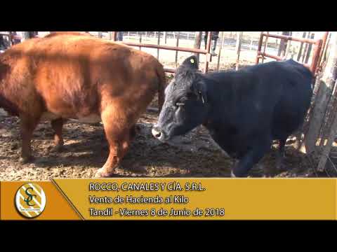 08-06-18 Venta de Gordo - Rocco, Canales y Cía. S.R.L. - Rauch