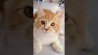 Download lagu editor berkelas ml😅😅 kalok jelek gapapa mp3 Download lagu editor berkelas ml😅😅 kalok jelek gapapa mp3