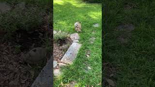 Video preview image #1 Labrador Retriever-Unknown Mix Puppy For Sale in The Woodlands, TX, USA