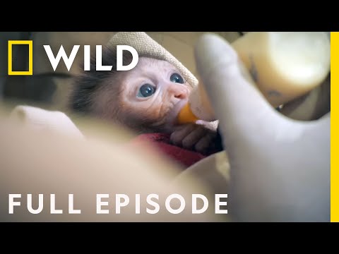 Baby Monkey Rescued from Highway (Full Episode) | Jungle Animal Rescue