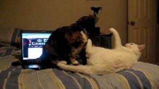 Colbert Encourages Catfights