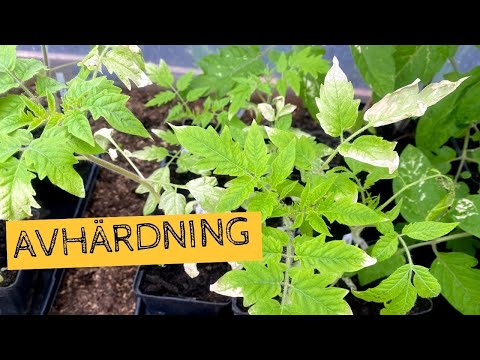 AVHÄRDNING - Såhär gör jag för att vänja plantorna vid solljuset och värmen ute