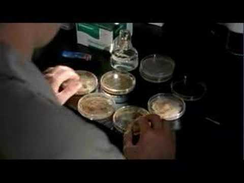 Evolution coevolution of the ant and fungi