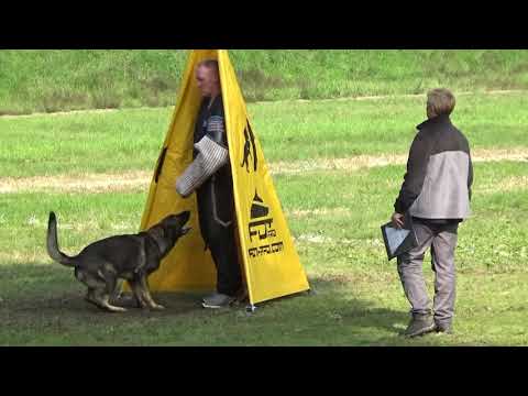 2021 IGP CACT Dmitrov Russia 7 Yu Lysenkov and Button Vikar GSD C87