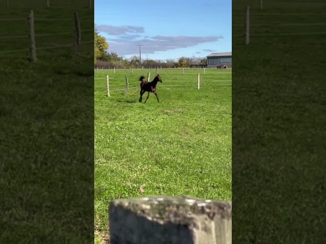 Filly Selle Français For sale 2025 Bay