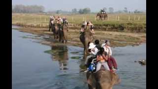 preview picture of video 'Elephant safari - safari na słoniach ,Chitwan National Park - Nepal'