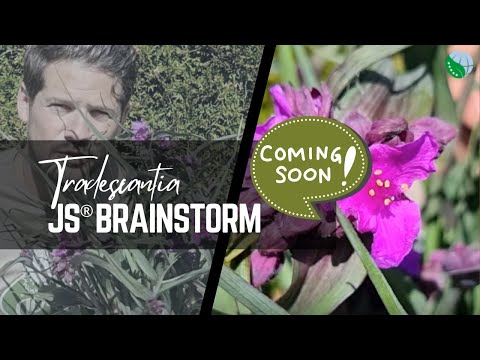 COMING SOON: Tradescantia JS® Brainstorm