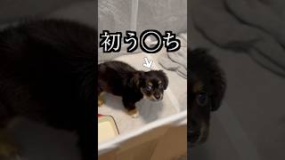 初めてご飯食べて初めて出した日