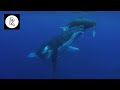 Whale Sounds Underwater Nature Video 4K 10 Hours For Sleep Insomnia Stress Relief Relaxation
