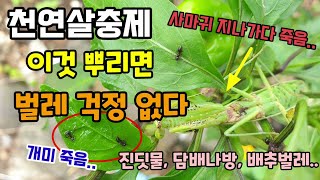 천연살충제 이것 뿌리면 진딧물 담배나방 배추벌레 개미까지 걱정 없다 힘들게 벌레 안죽는 살충제 만들어 쓰지마…