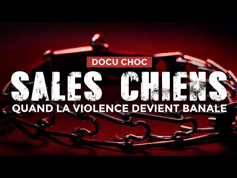 DOCU CHOC 😱 SALES CHIENS : Quand la violence devient banale !