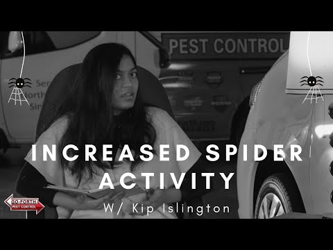 Why are there so many Spiders in Fall?! // Interview with an Intern // Increased Spider Activity