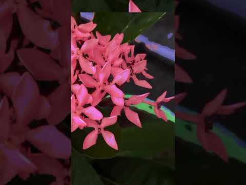 whatsapp status flowers 🌸