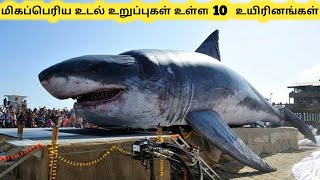 Tamil Animal Video Watch HD Mp4 Videos Download Free