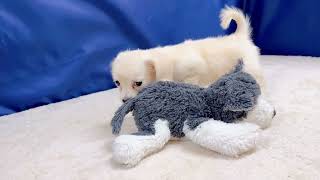 ハーフ犬の動画01