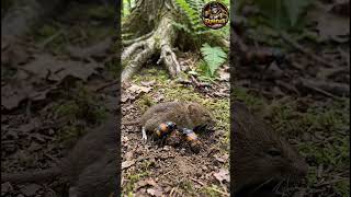Solo una pareja alimentará a sus crías.  #reels #viral #wildlife # #animals