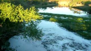 preview picture of video 'Arroyo Yacaré, cerca de la desembocadura en el arroyo Chajarí, y su contaminación'