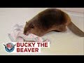 Bucky The Beaver Who Lived With A Family And Built Dams In Their Home 1988