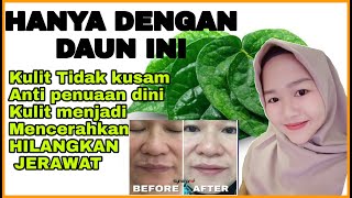 Download lagu 1000 BENEFITS OF BETEL LEAF FOR FACIAL BEAUTY | Free from Dullness and Acne mp3