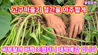 고구마줄기를 바짝 조졌더니 대박예감 입니다 고구마줄기 억제방법,인산가리,황산가리,살림꾼  고구마재배방법 고구…