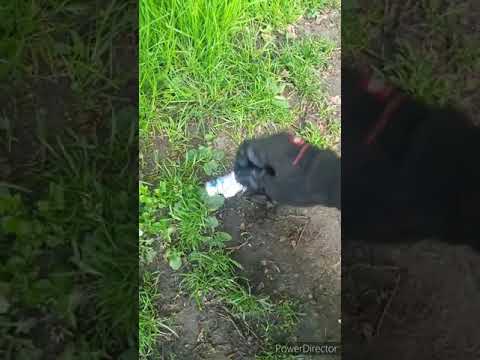 Müll sammeln beim Kollegen.