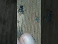RACE Fred The Fly Vs Milhouse The Mosquito