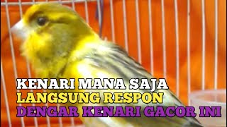 Download lagu PANCINGAN SUARA BURUNG KENARI GACOR || RANGSANGAN KENARI BAHAN SUPAYA CEPAT BUNYI mp3