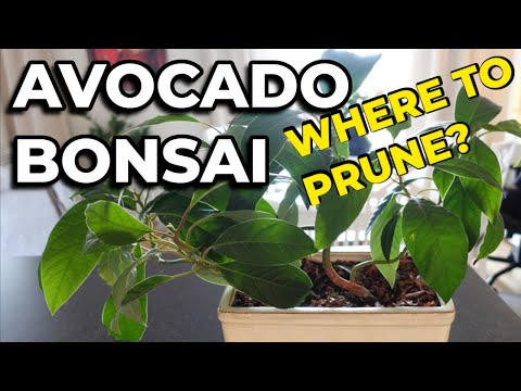 Avocado Bonsai - Pruning Decisions (3+ years, planted from seed)